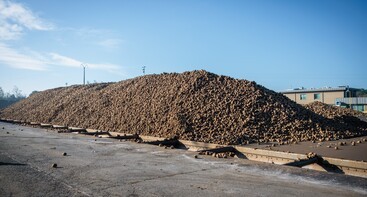 Bieten op het bietenplein