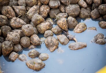 Bieten in water